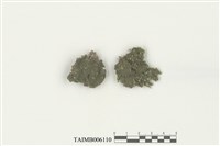 藏品(東洋大萼蘚 )的圖片